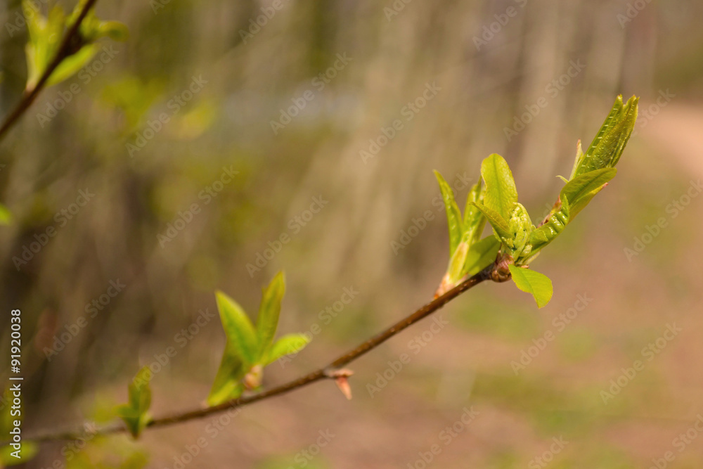 Unfolding buds and fresh leaves on thin tree branch Unfolding buds and fresh leaves on thin tree branch