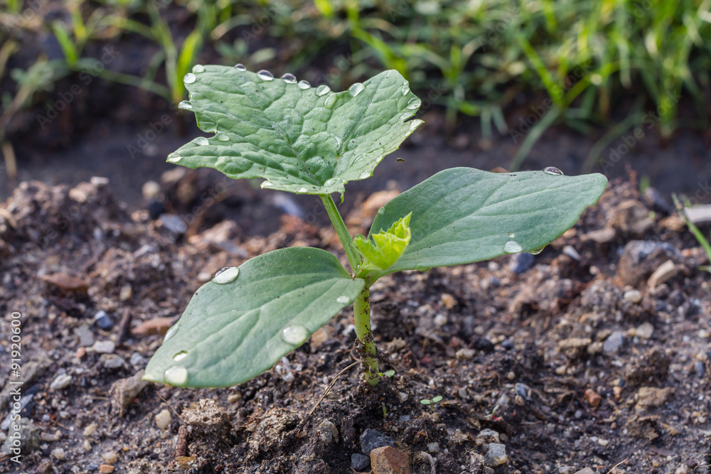Green sprout growing from the ground Green sprout growing from the ground