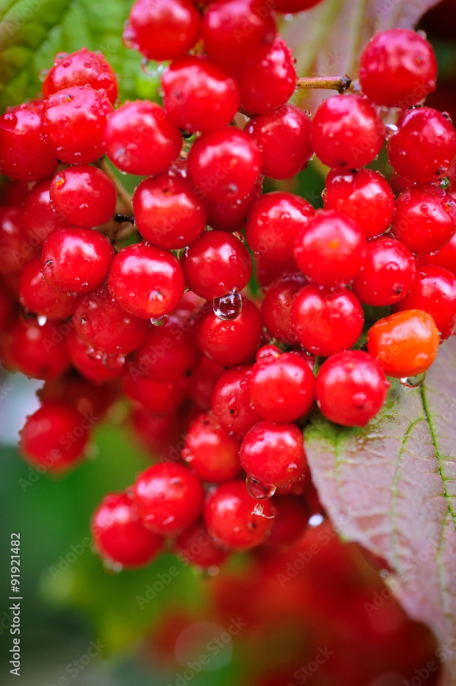 Guelder rose, Viburnum opulus, bunch of red berries with dew Guelder rose, Viburnum opulus, bunch of red berries with dew
