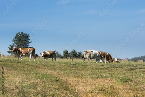 Cows in Sudety mountains, © Cinematographer