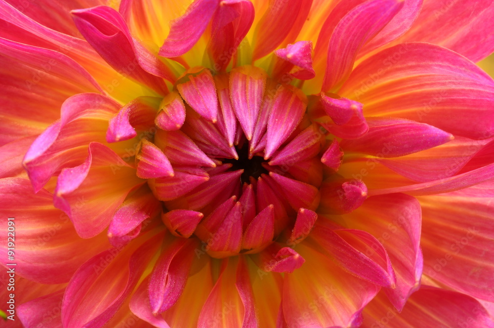 Macro of pink flower aster Macro of pink flower aster