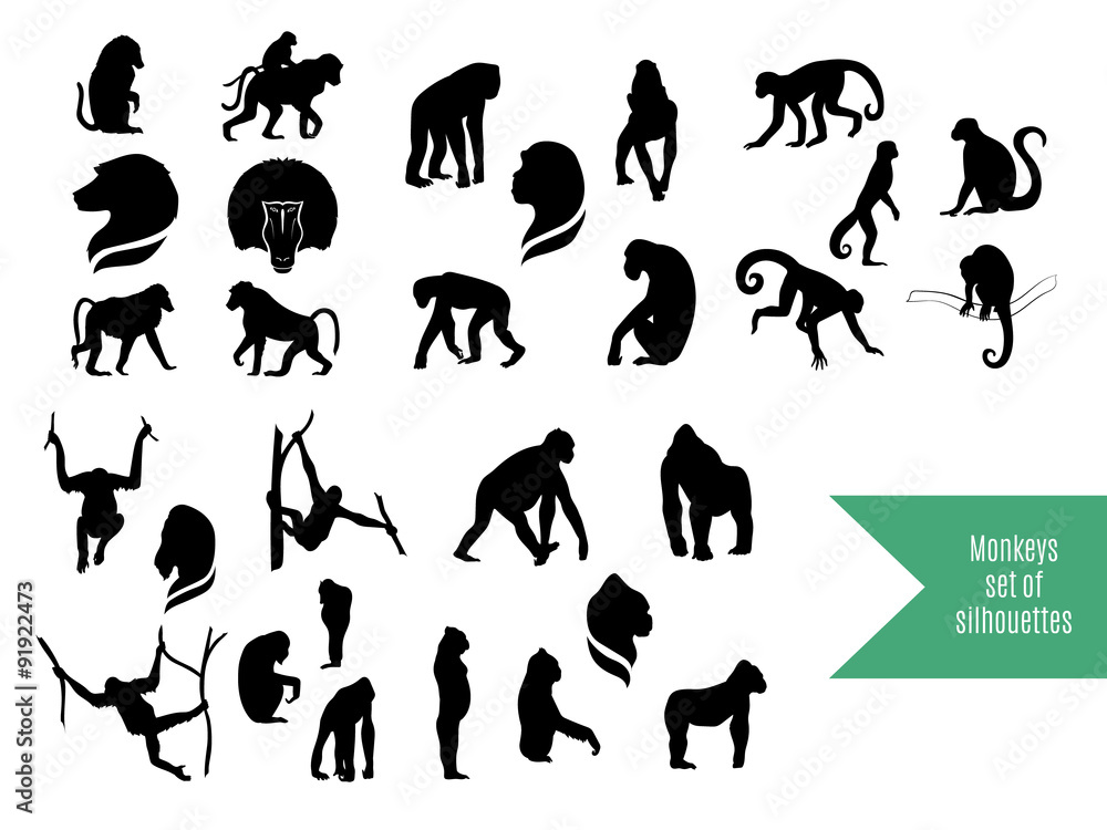 The big set of wild monkeys silhouettes.