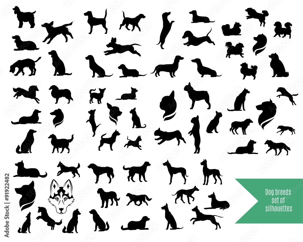 The big set of dog breeds silhouettes - obrazy, fototapety, plakaty 