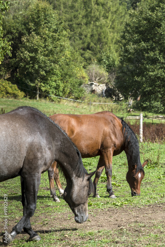 Two horses in a field.