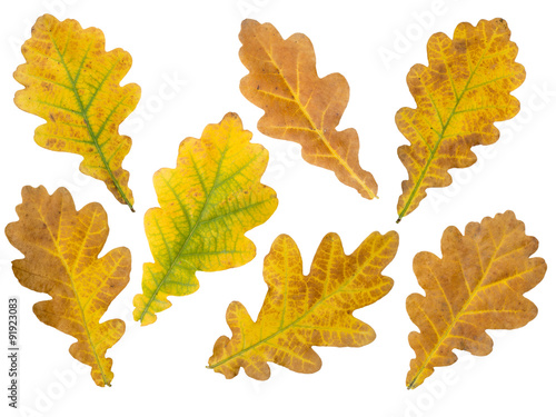 Set of seven oak leaves isolated on white