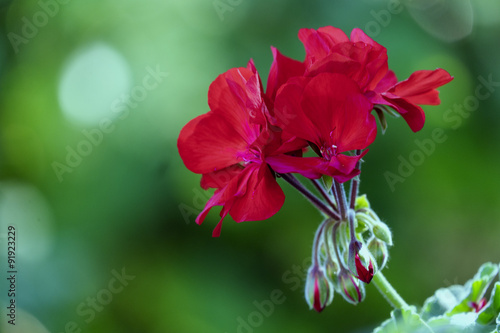Fototapeta Naklejka Na Ścianę i Meble -  Geranienblüte - Pelargonie