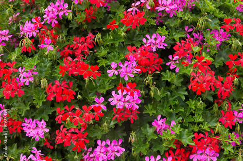 Fototapeta Naklejka Na Ścianę i Meble -  blooming flowers background