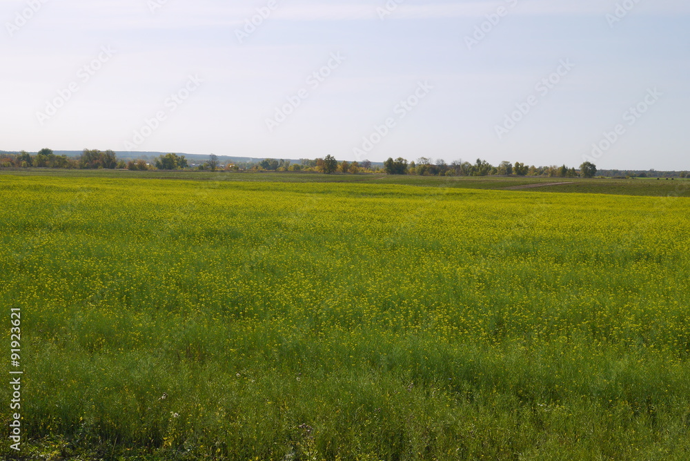 Поле с горчицей