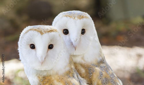 two owls friends