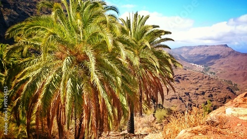 Palmen, Gran Canaria, Bergwelt