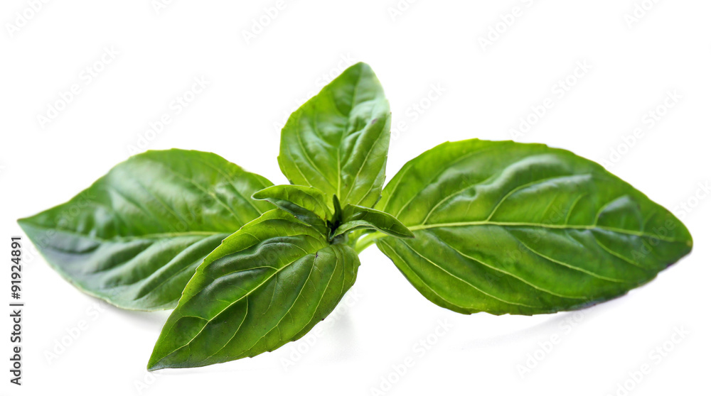 Green fresh basil isolated in white Green fresh basil isolated in white