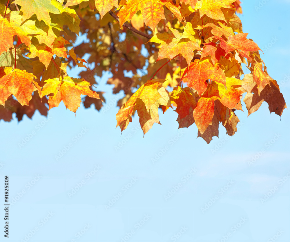 Blaetter in Herbstfaerbung an blauem Himmel Blaetter in Herbstfaerbung an blauem Himmel