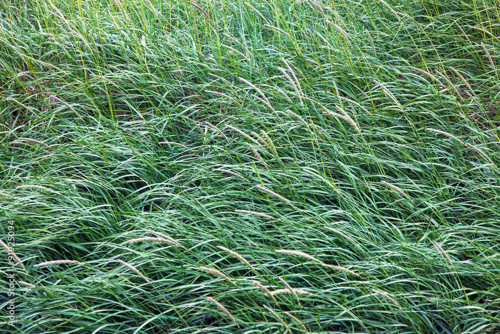 Icelandic meadow tall grass in summer Icelandic meadow tall grass in summer