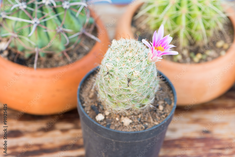 Cactus With Pink Flower in flower pot on wood table Cactus With Pink Flower in flower pot on wood table