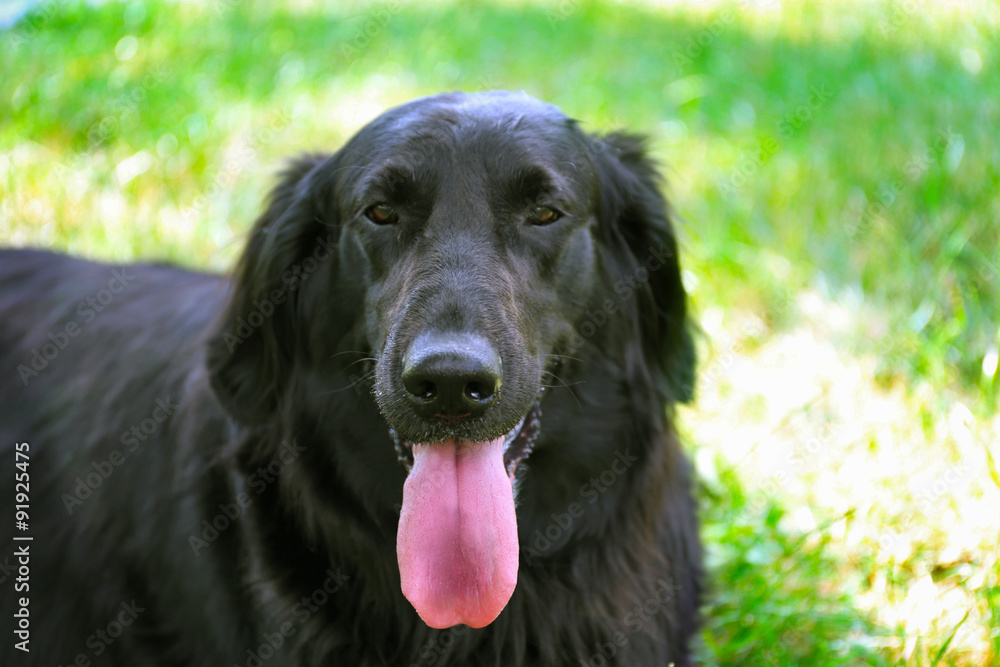 Portrait of big black dog over green grass background Portrait of big black dog over green grass background