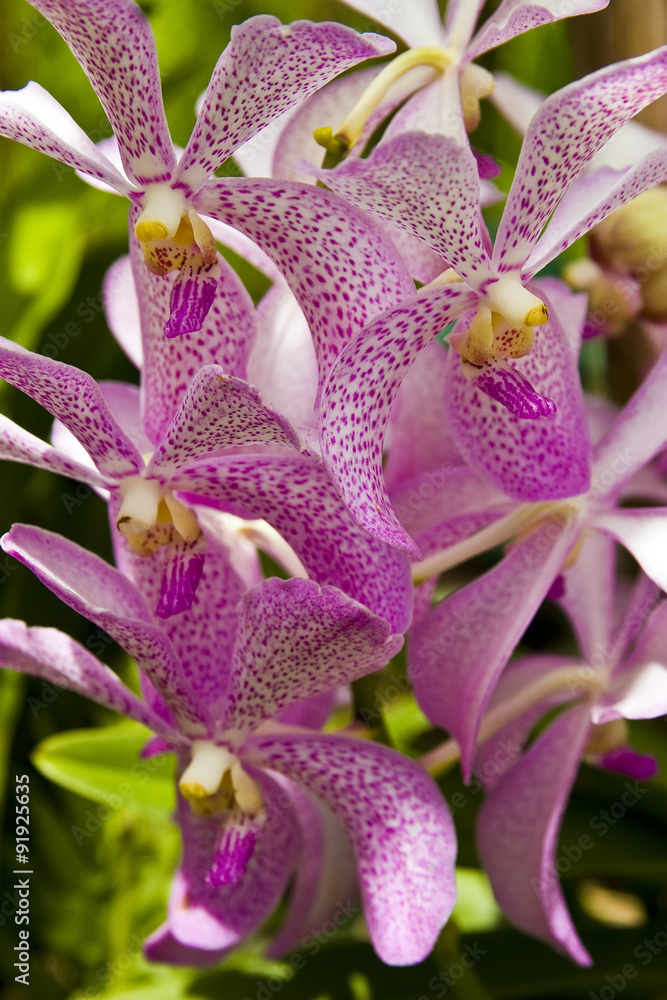 Orchid flower in the garden Orchid flower in the garden