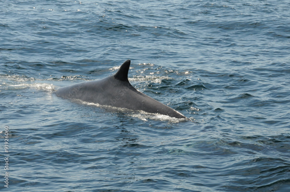 Fototapeta premium Wal in Bar Harbour