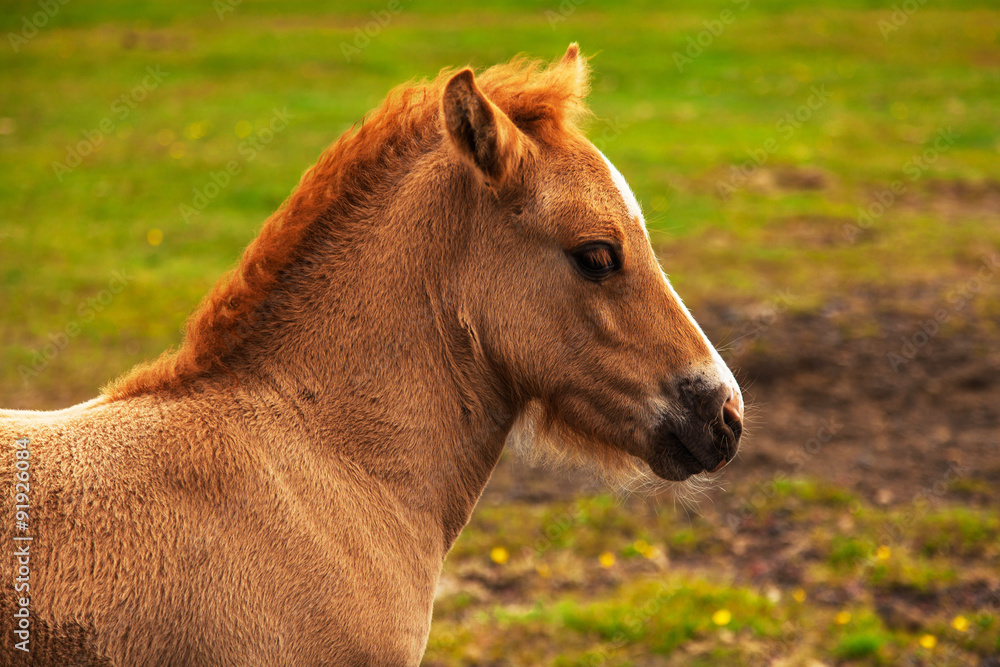 Obraz premium Authentic Icelandic horse, beautiful friendly animal