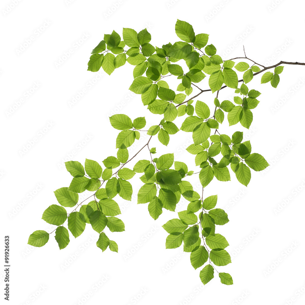 Close up of a tree branch isolated on white background - obrazy, fototapety, plakaty 