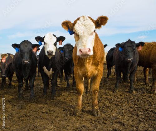 Canvas Print Cows looking at camera