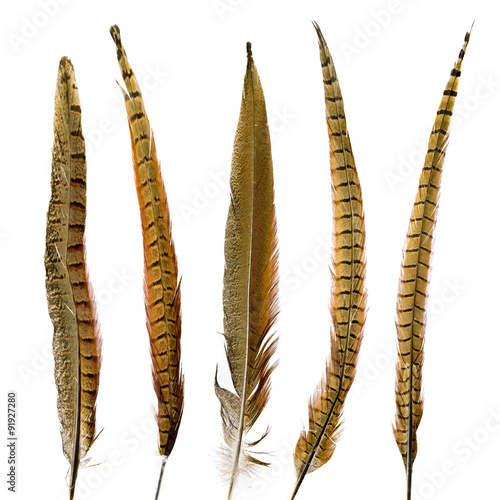 pheasant feathers set isolated