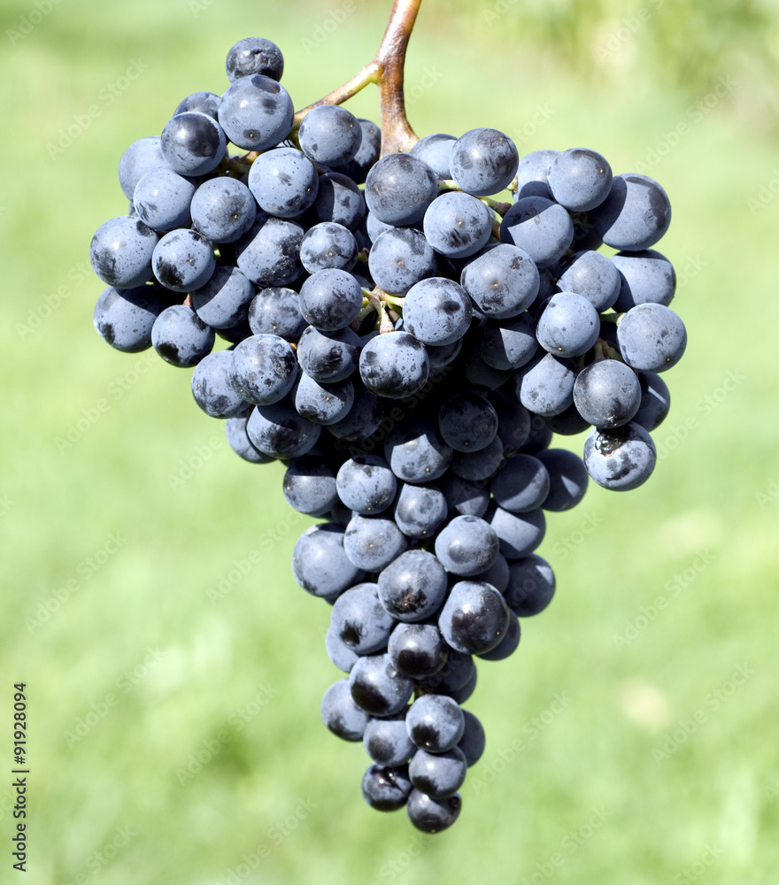 Dornfelder, Rotwein, Rote, Weintrauben, Dornfelder, Rotwein, Rote, Weintrauben,