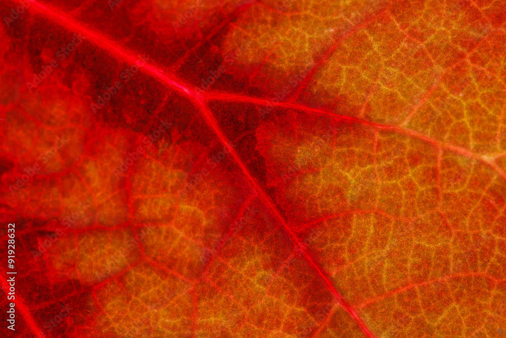 Obraz premium leaf texture