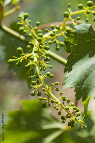 Grape leaves over defocused background of grapevine. Macro closeup