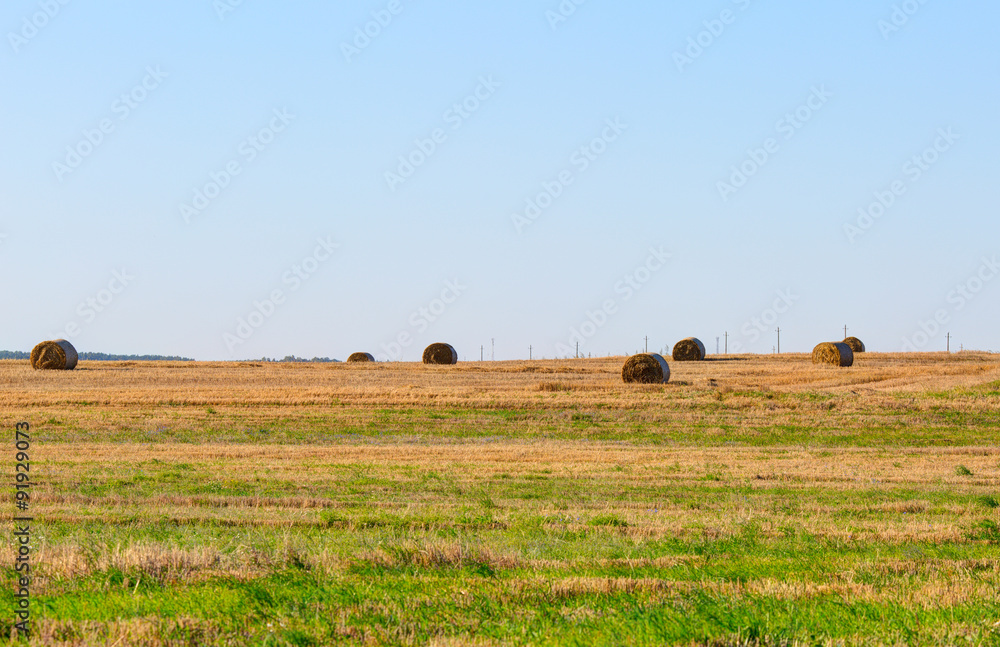 Meadow with rolls of straw during sunset time. LIthuania.