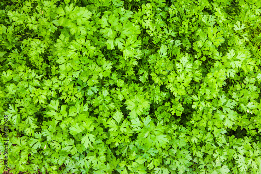 Parsley on bed in vegetable sustainable garden Parsley on bed in vegetable sustainable garden