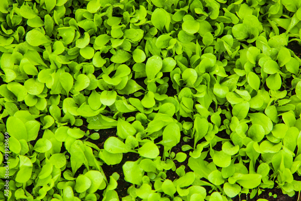 young lettuce plants growing in an sustainable garden young lettuce plants growing in an sustainable garden
