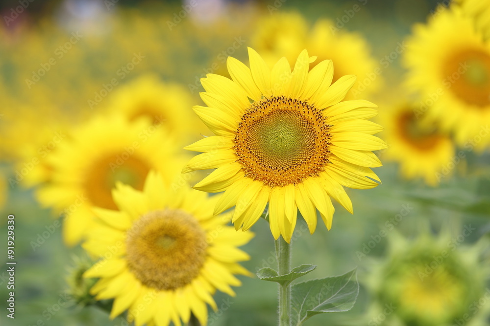 Sunflowers