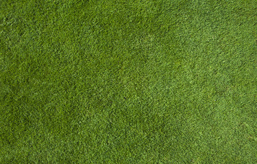 Green grass texture