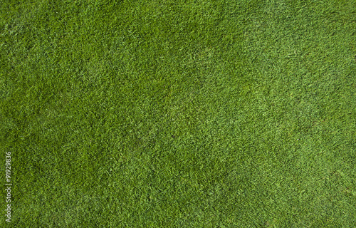Green grass texture photo