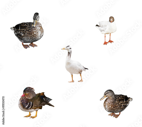 waterfowl on a white background