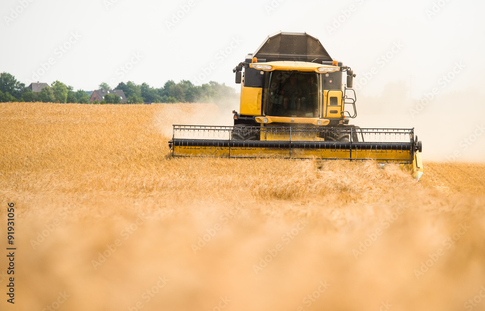 Obraz premium Mähdrescher bei der Ernte eines Getreidefeldes