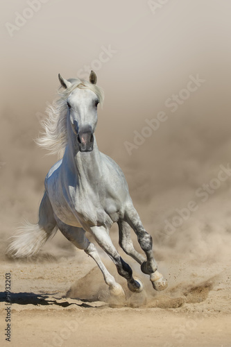 Grey arabian horse run in dust
