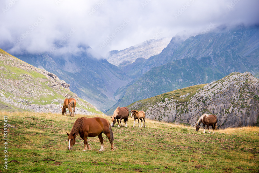 Obraz premium Herd of horses grazing near Pourtalet pass, Ossau valley in the Pyrenees, France