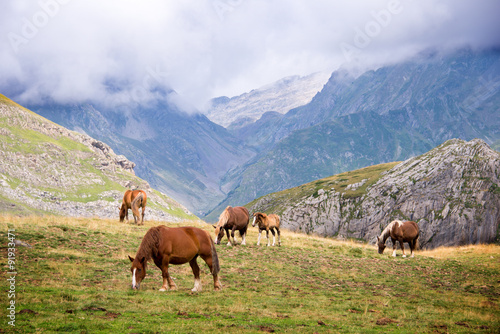 Fototapeta Naklejka Na Ścianę i Meble -  Herd of horses grazing near Pourtalet pass, Ossau valley in the Pyrenees, France