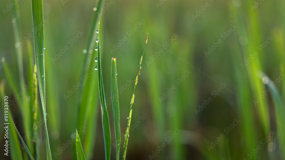 SABAK BERNAM, MALAYSIA - 25TH JANUARY 2015; Green ear of rice in paddy rice field under sunrise in Sabak Bernam, Malaysia. SABAK BERNAM, MALAYSIA - 25TH JANUARY 2015; Green ear of rice in paddy rice field under sunrise in Sabak Bernam, Malaysia.