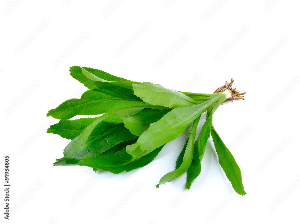 Fresh culantro,Sawtooth Coriander - Eryngium foetidum Fresh culantro,Sawtooth Coriander - Eryngium foetidum