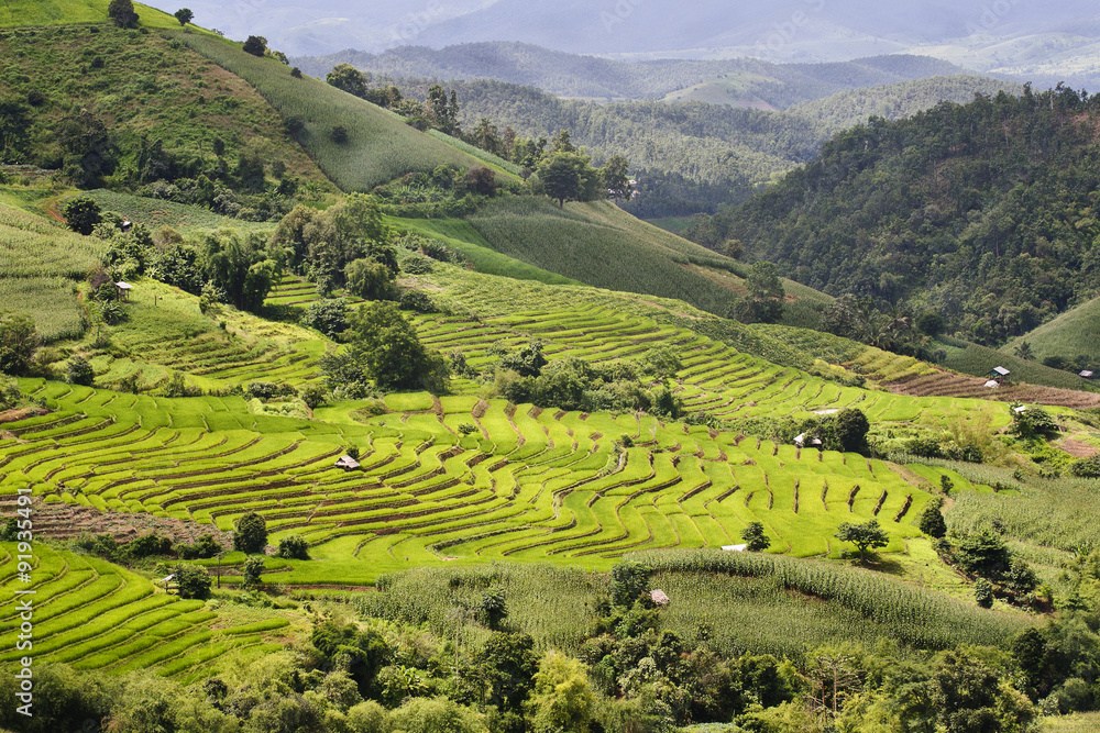 Beautiful landscape of Rice Terraces Field. Rice production in Chiang Mai Province, Thailand