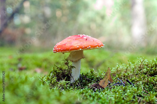 Fly Agaric mushroom Amanita muscaria
