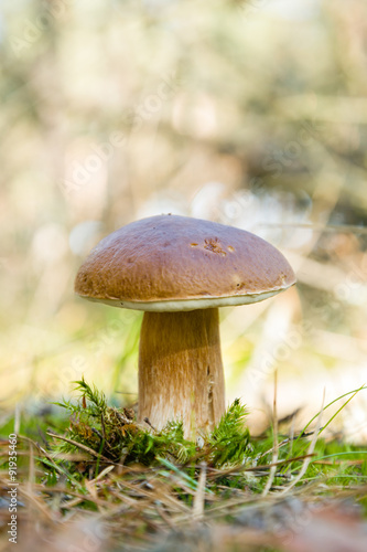Tasty Boletus mushroom