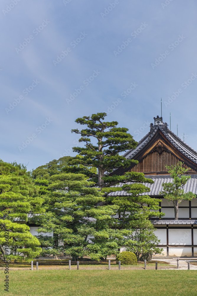 Fototapeta premium Japanese pine trees in front the end wall of a traditional wooden building