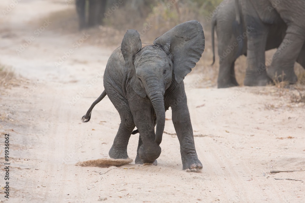Obraz premium Young elephant play on a road and family feed nearby