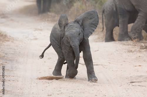Young elephant play on a road and family feed nearby photo
