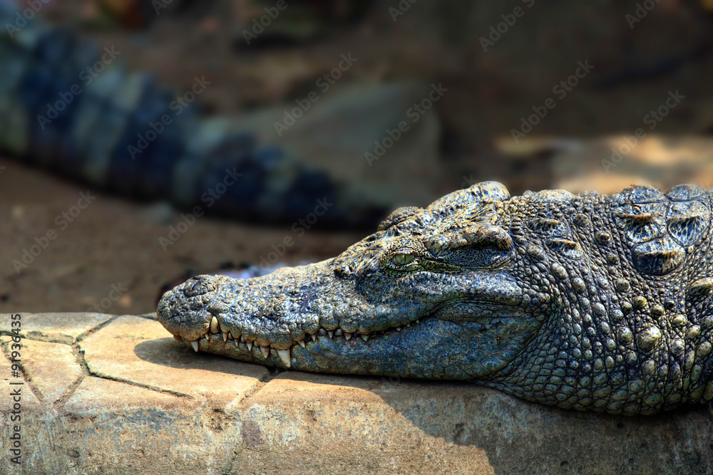 Fototapeta premium Crocodile sleep on rock