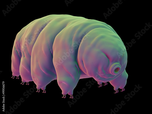 medically accurate illustration of a water bear photo