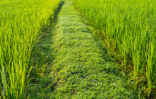 image of rice field on day time